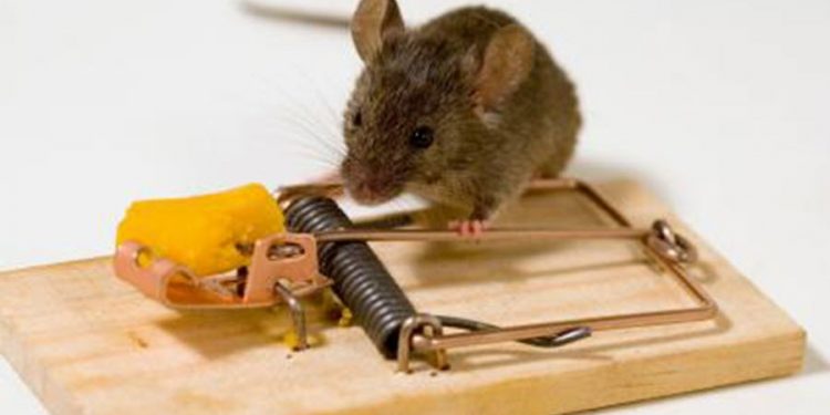 signs of mice in the home